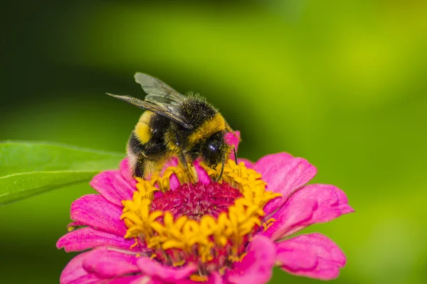 Çiçekteki yaban arısı
