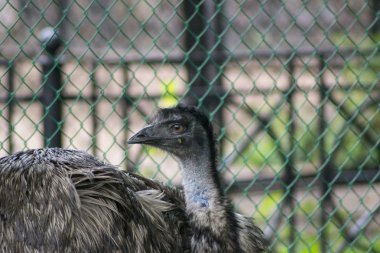 Devekuşu temizlenir