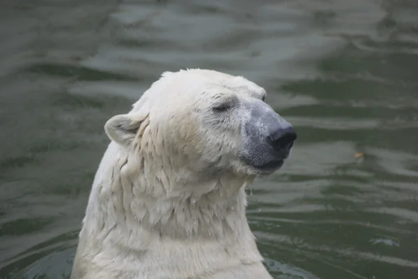 北极熊游 — 图库照片