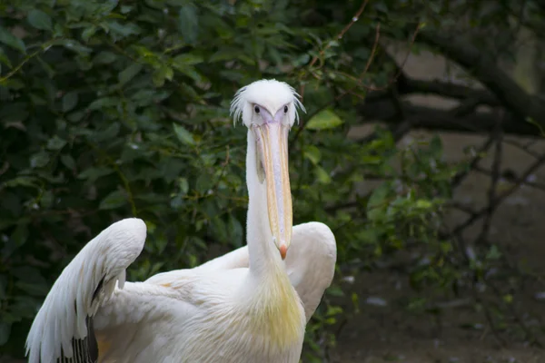 Pelikanflügel verschreckt — Stockfoto