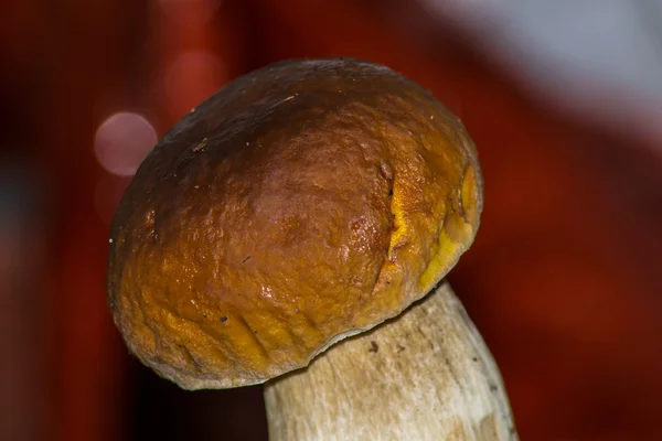 Porcini. — Fotografia de Stock