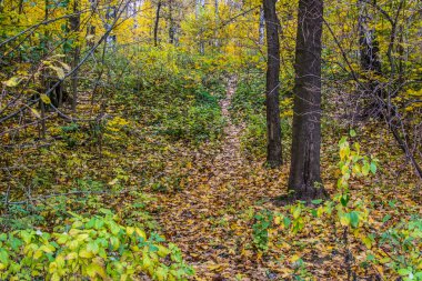 Sonbahar Yaprakları