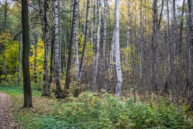 Sonbahar Yaprakları
