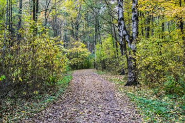 Sonbahar Yaprakları