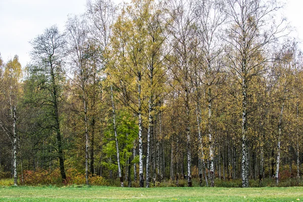 Осенние листья — стоковое фото