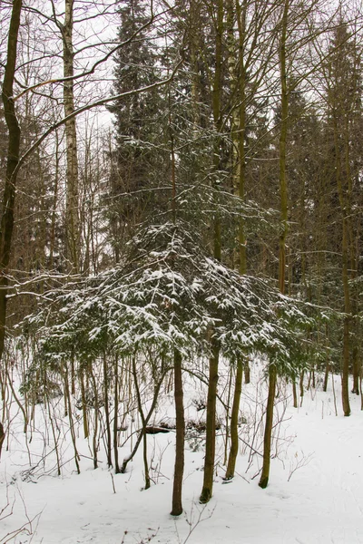 Baum unter dem Schnee — Stockfoto