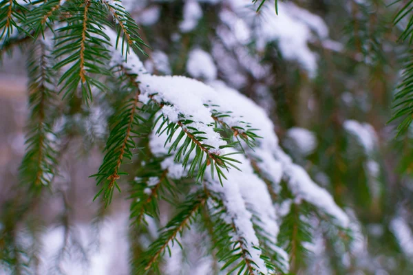 Arbre sous la neige — Photo