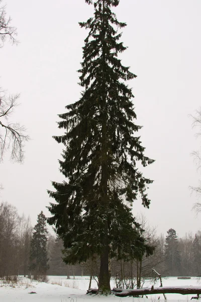 Дерево под снегом — стоковое фото