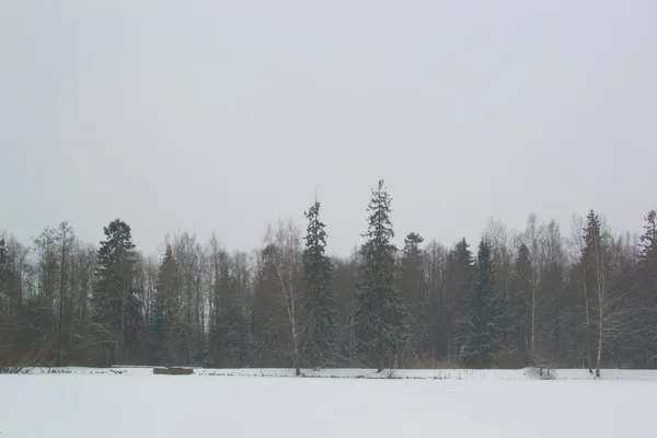 Winter landscape — Stock Photo, Image