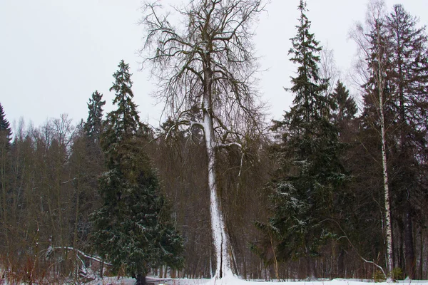 Winter landscape — Stock Photo, Image