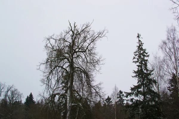 Winter landscape — Stock Photo, Image