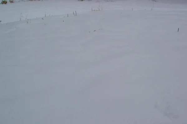 Białym śniegu — Zdjęcie stockowe