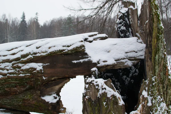 Baum unter dem Schnee — Stockfoto