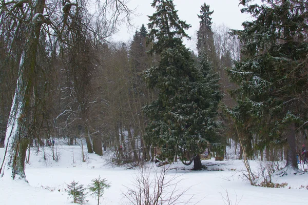 Paesaggio invernale — Foto Stock