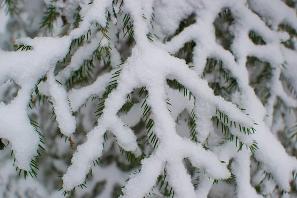 Arbre sous la neige — Photo