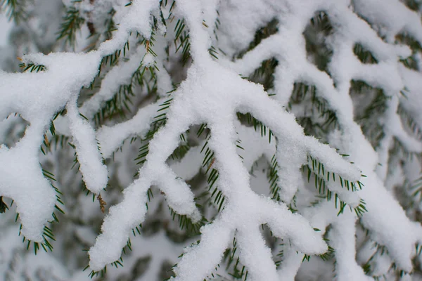 Árbol bajo la nieve — Foto de Stock