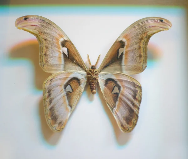 Mariposa grande — Foto de Stock