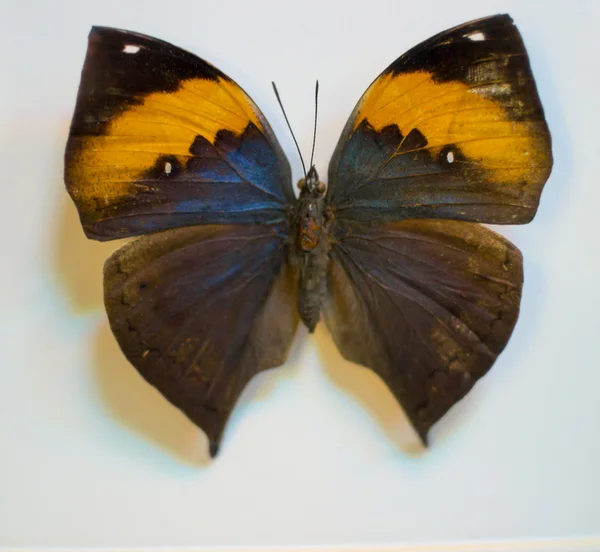 Grote vlinder Rechtenvrije Stockafbeeldingen