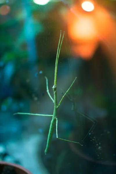 Animals  stick — Stock Photo, Image