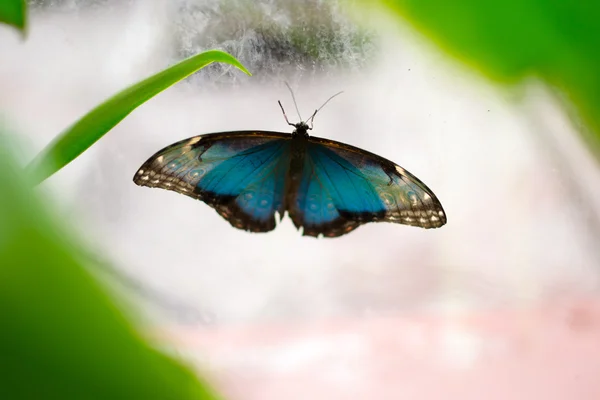 Gros papillon — Photo