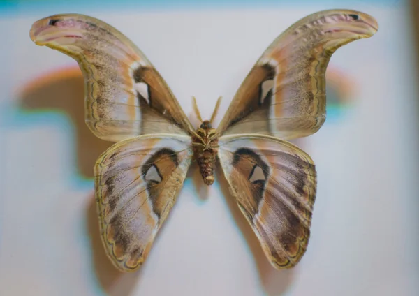 Velký motýl — Stock fotografie