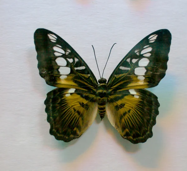 큰 나비 — 스톡 사진