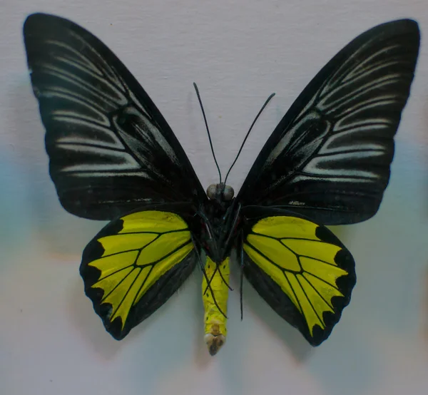 큰 나비 — 스톡 사진