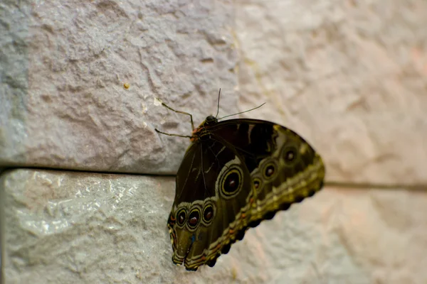 Büyük kelebek — Stok fotoğraf