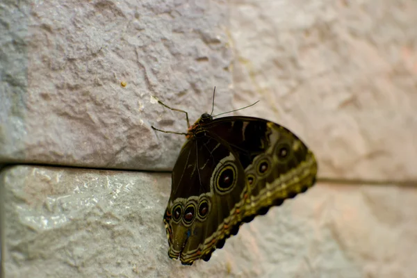 Mariposa grande — Foto de Stock