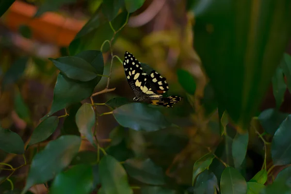 Grote vlinder — Stockfoto