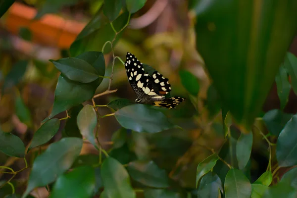 Velký motýl — Stock fotografie