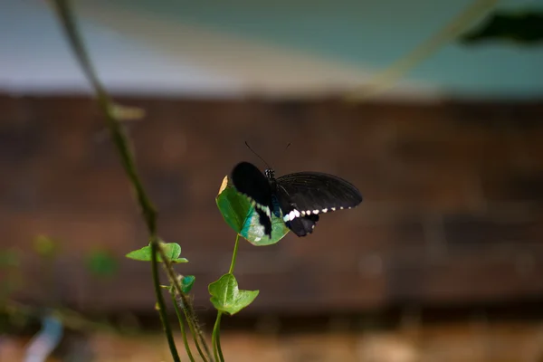 Mariposa grande — Foto de Stock