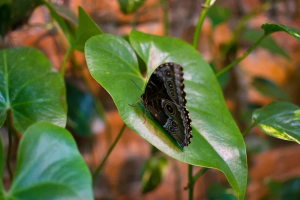 Mariposa grande — Foto de Stock