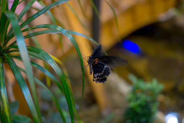 Borboleta grande — Fotografia de Stock