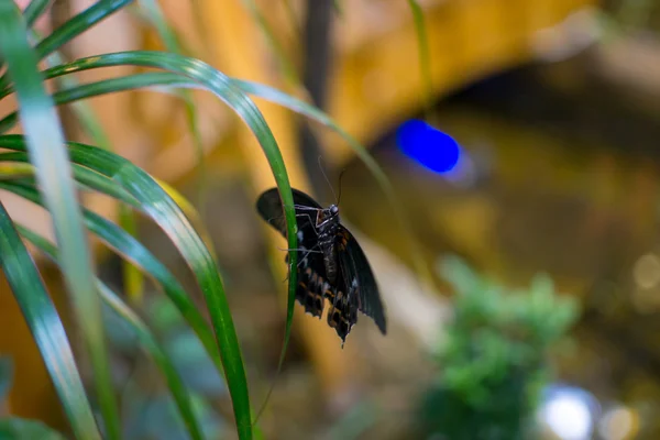 Big butterfly — Stock Photo, Image