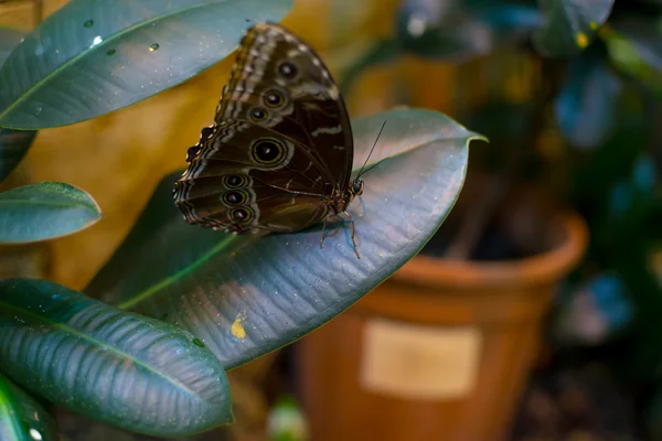 Gros papillon — Photo