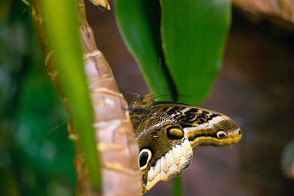 Mariposa grande — Foto de Stock