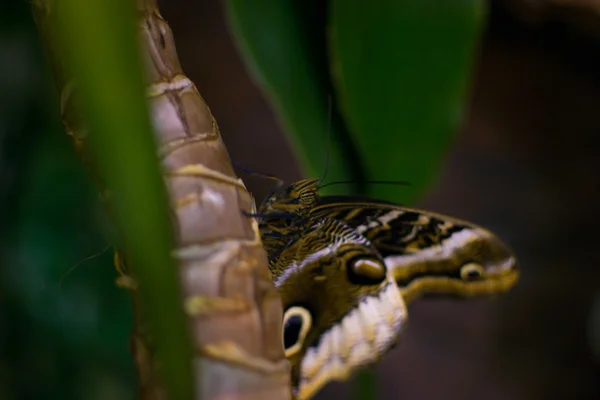 Großer Schmetterling — Stockfoto