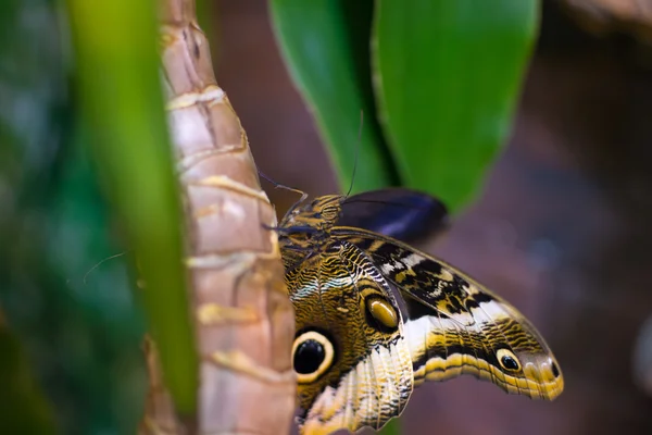 Mariposa grande — Foto de Stock