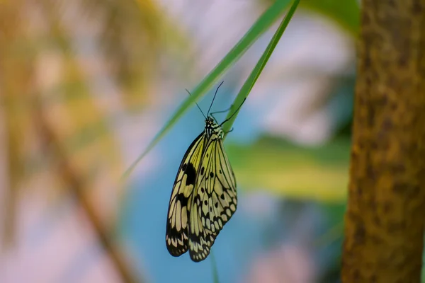 Großer Schmetterling — Stockfoto