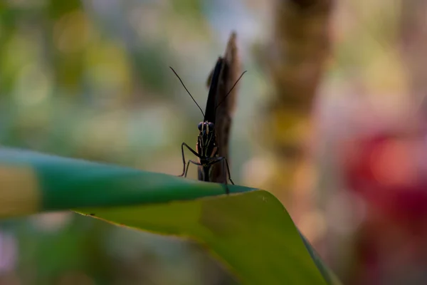 Big butterfly — Stock Photo, Image