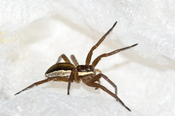 Spinne — Stockfoto