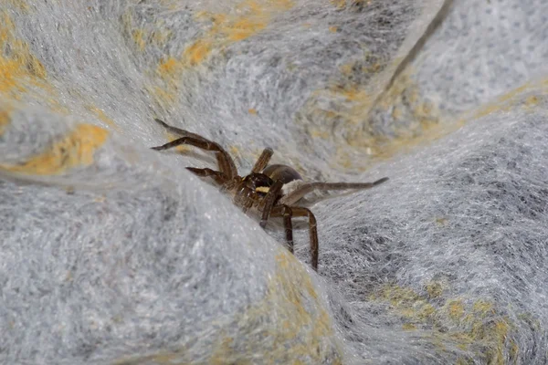 Araña — Foto de Stock