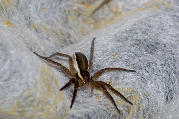 Aranha — Fotografia de Stock