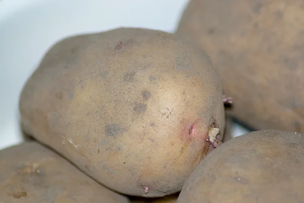 Cibo per patate — Foto Stock