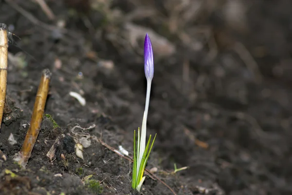 Small plant — Stock Photo, Image