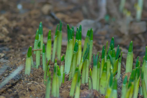 Small plant — Stock Photo, Image