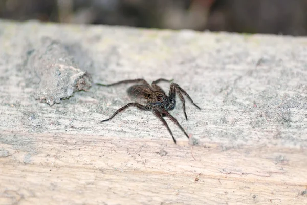 Aranha — Fotografia de Stock