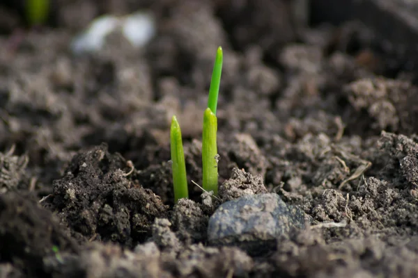 Small plant — Stock Photo, Image