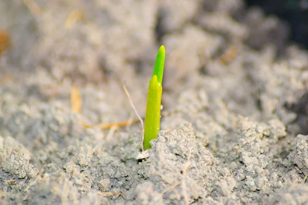Küçük bitki — Stok fotoğraf